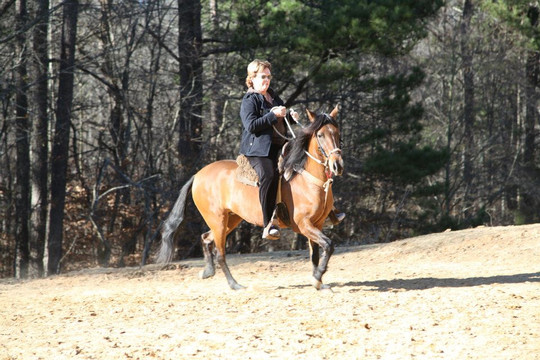 Hacienda la Pecosa: Paso Fino Show Horses-Bethlehem必去景点