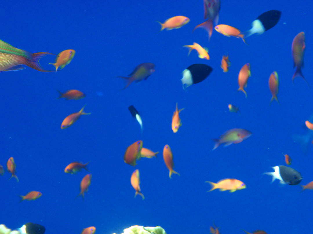 El Fanar-沙姆沙伊赫必去景点