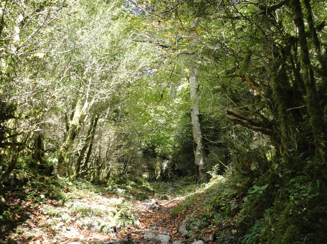 Selva de Irati-纳瓦拉必去景点