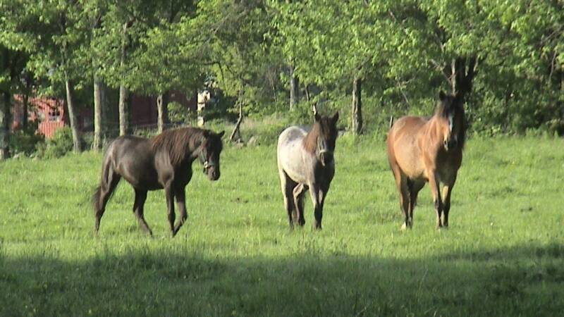 Carousel Horse Farm-Casco必去景点