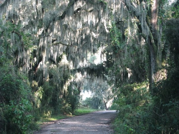 Savannah National Wildlife Refuge景点图片