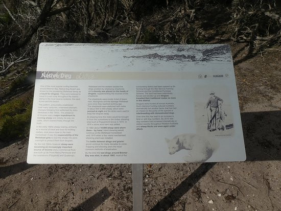 Native Dog Beach景点图片