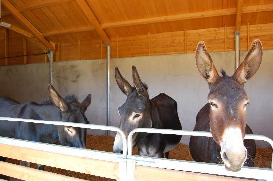 Touchay旅游景点-Le Pôle du Cheval et de l'Âne