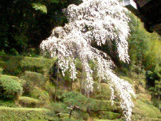 Ikoji Temple-益田市必去景点