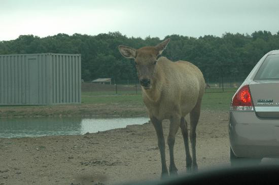 African Safari Wildlife Park-克林顿港必去景点