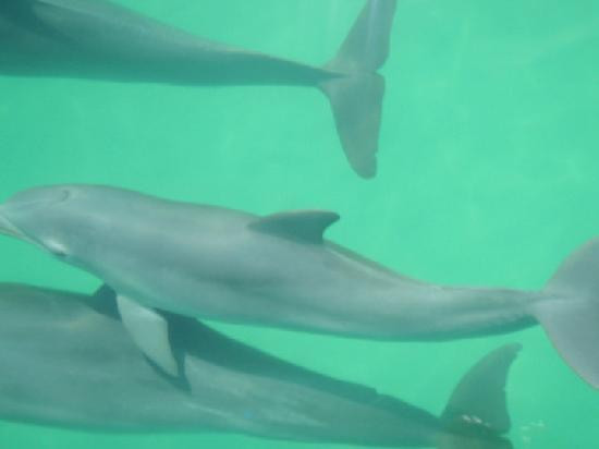 Dancing Dolphin Spirits Charters with Captain Victoria Impallomeni-基韦斯特必去景点