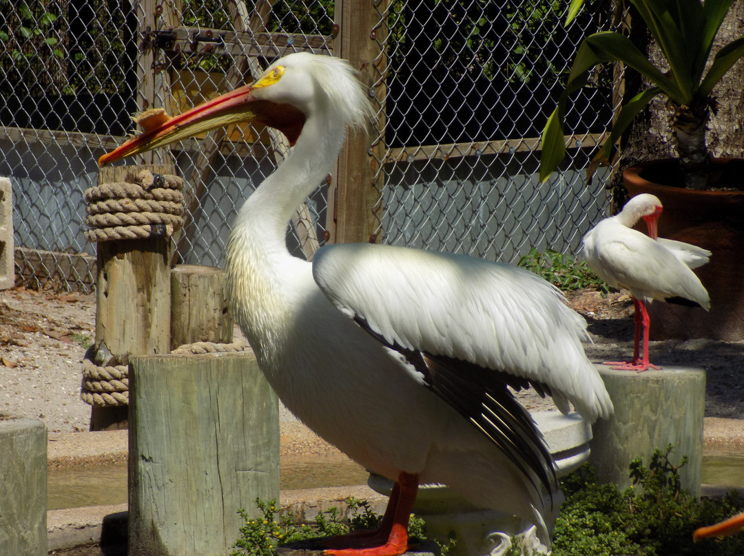 Peace River Wildlife Center-蓬塔戈尔达必去景点