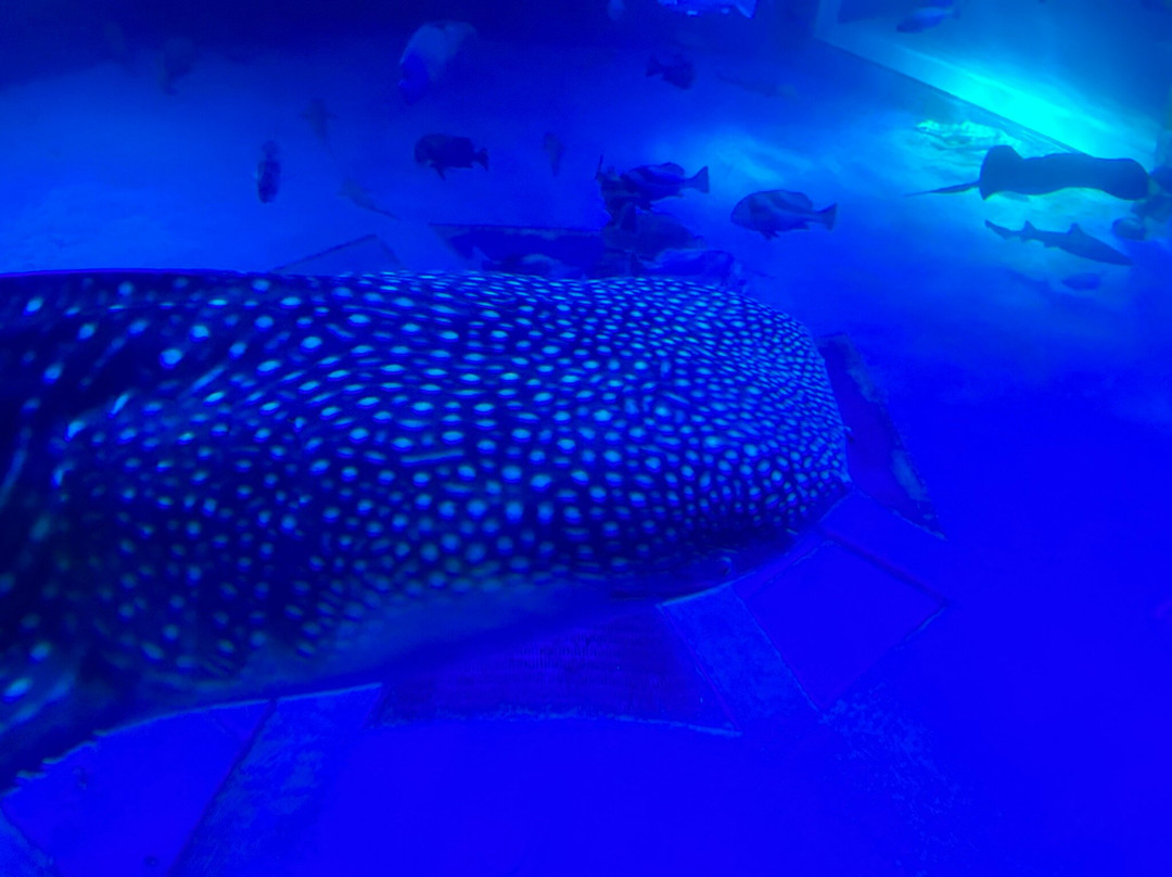 Notojima Aquarium景点图片