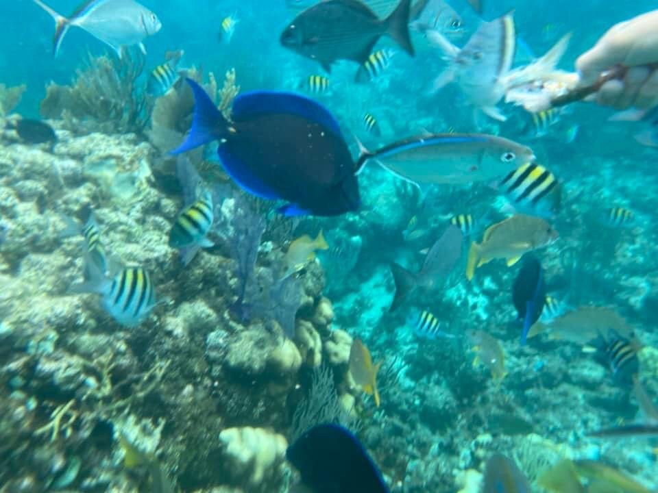 Reel Vibes Charters景点图片