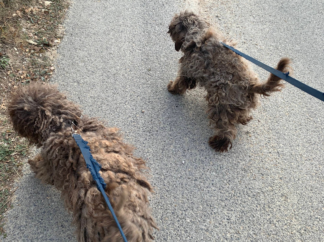 Giulio the Truffle Hunter-巴尼奥阿里波利必去景点