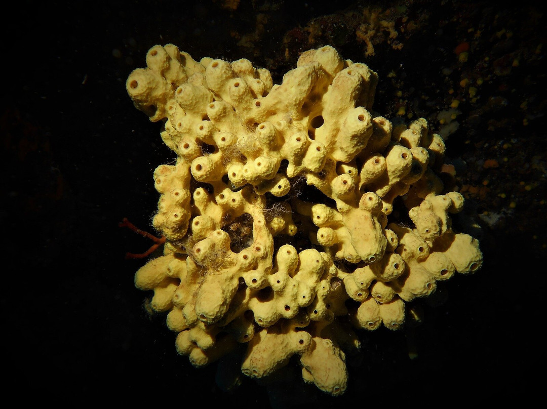 Diving In Elba Portoferraio景点图片