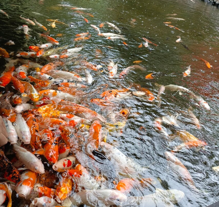 The Great Asia Africa-连旺必去景点