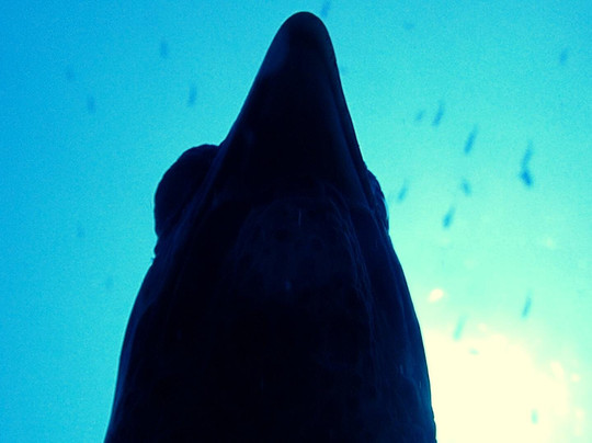 Blue Paradise Diving