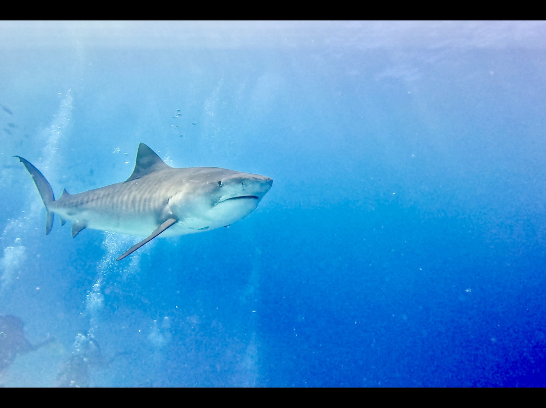Fuvahmulah Dive School景点图片