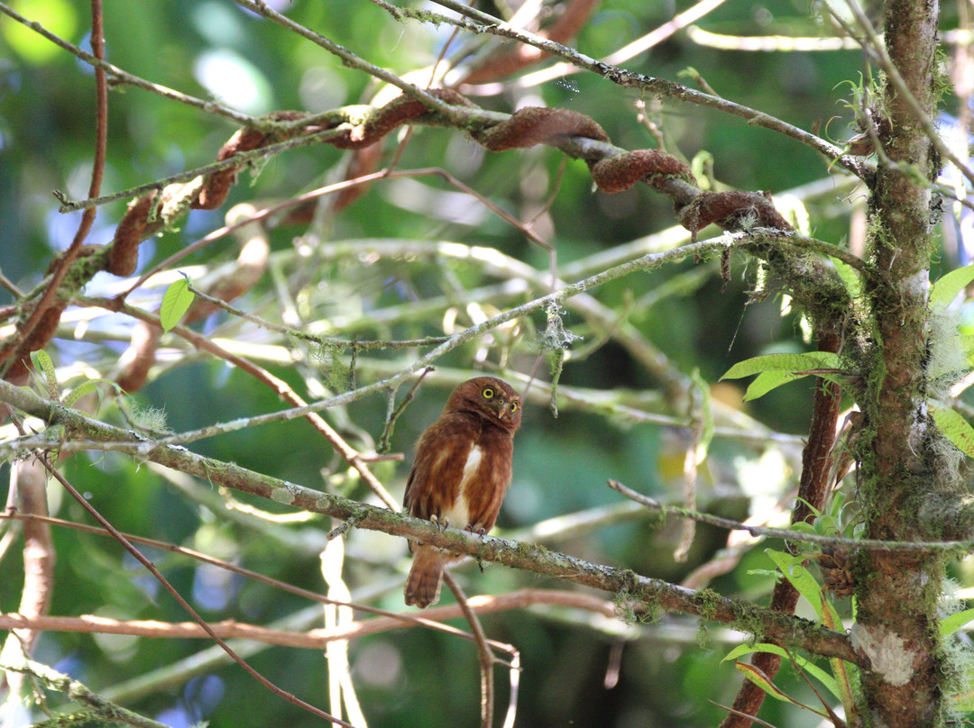 Birding Experiences景点图片