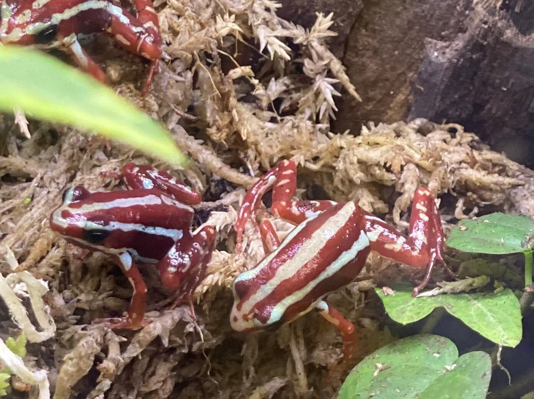 North Texas Safari Park-Bonham必去景点
