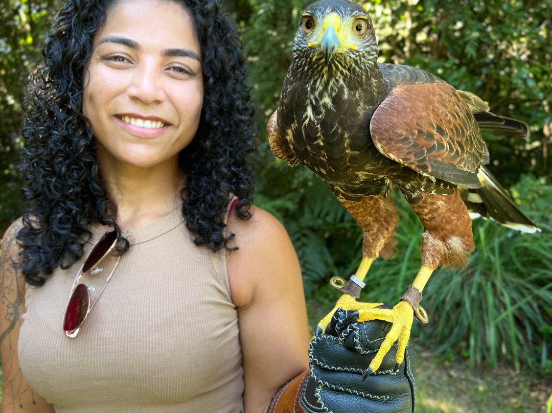 ArtFalcon Falcoaria-佩尼亚必去景点