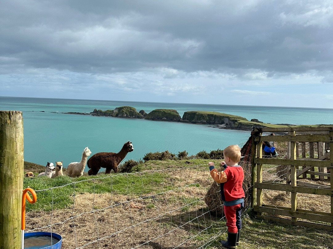 Seaside Alpacas West Cork景点图片