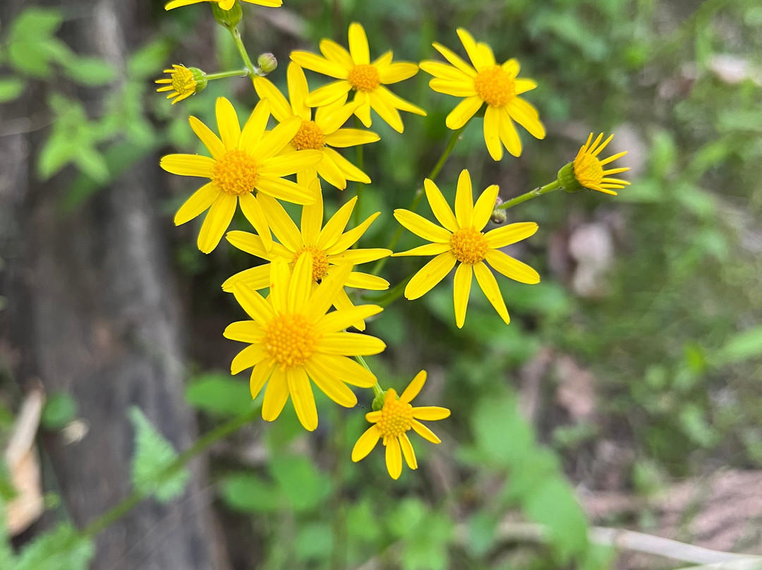 A.W. Marion State Park景点图片