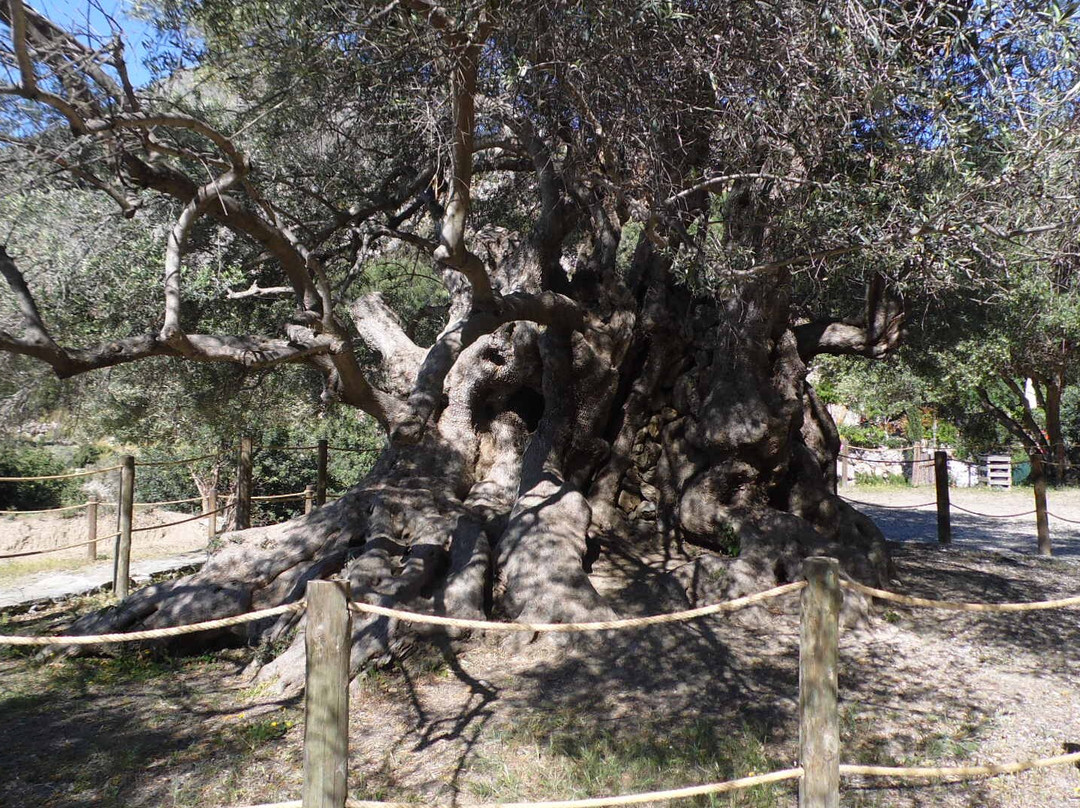 Azorias Ancient Olive Tree景点图片