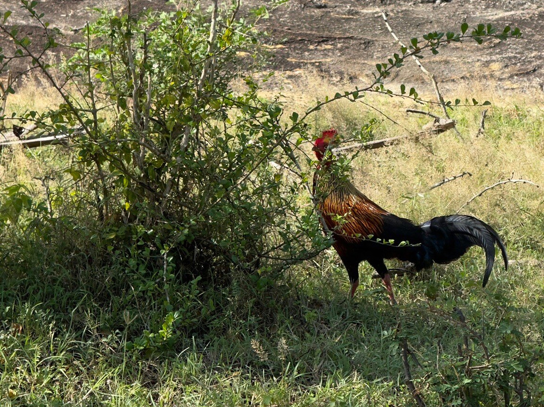 Travel Buddy - Sri Lanka-Palatuwa必去景点