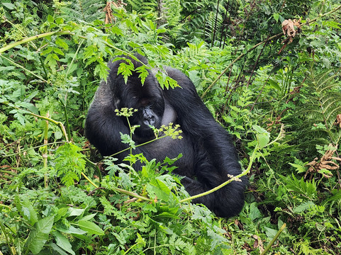 Makario Safaris Ltd.-吉佳利必去景点