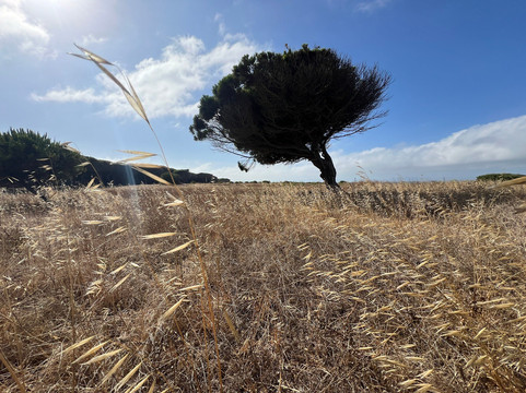 Hurricane Hipica - Day Tours-塔里法必去景点