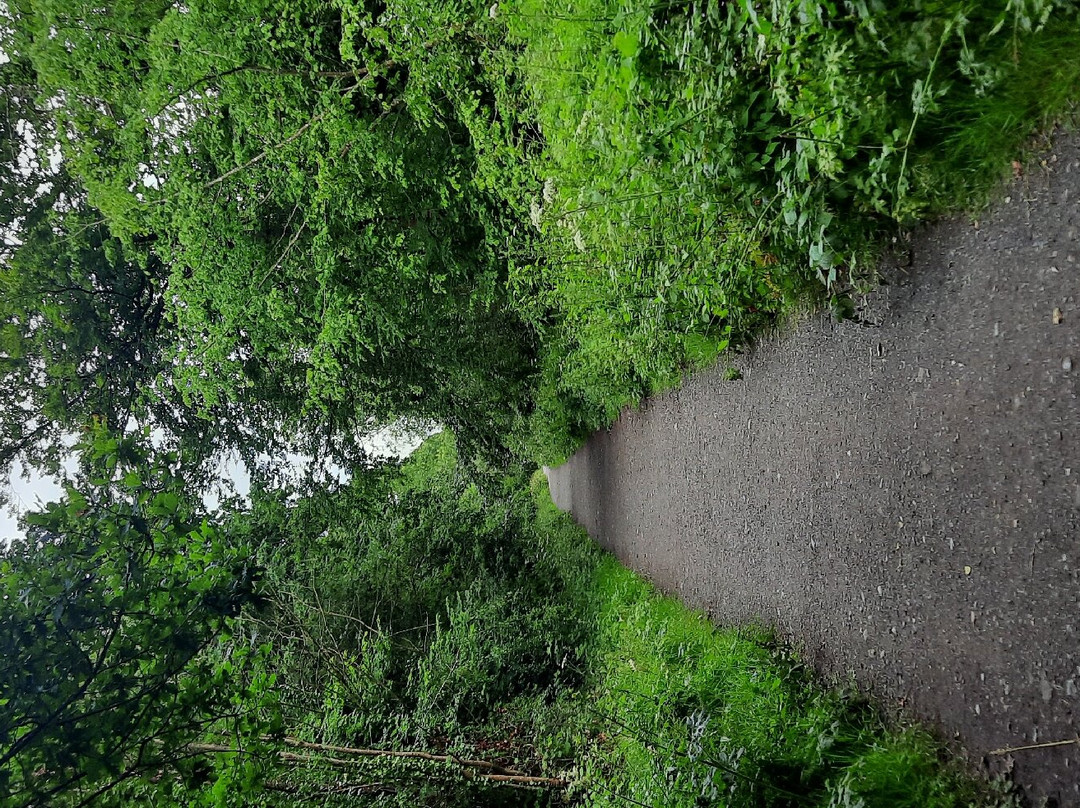 Abbeyleix Bog Project景点图片