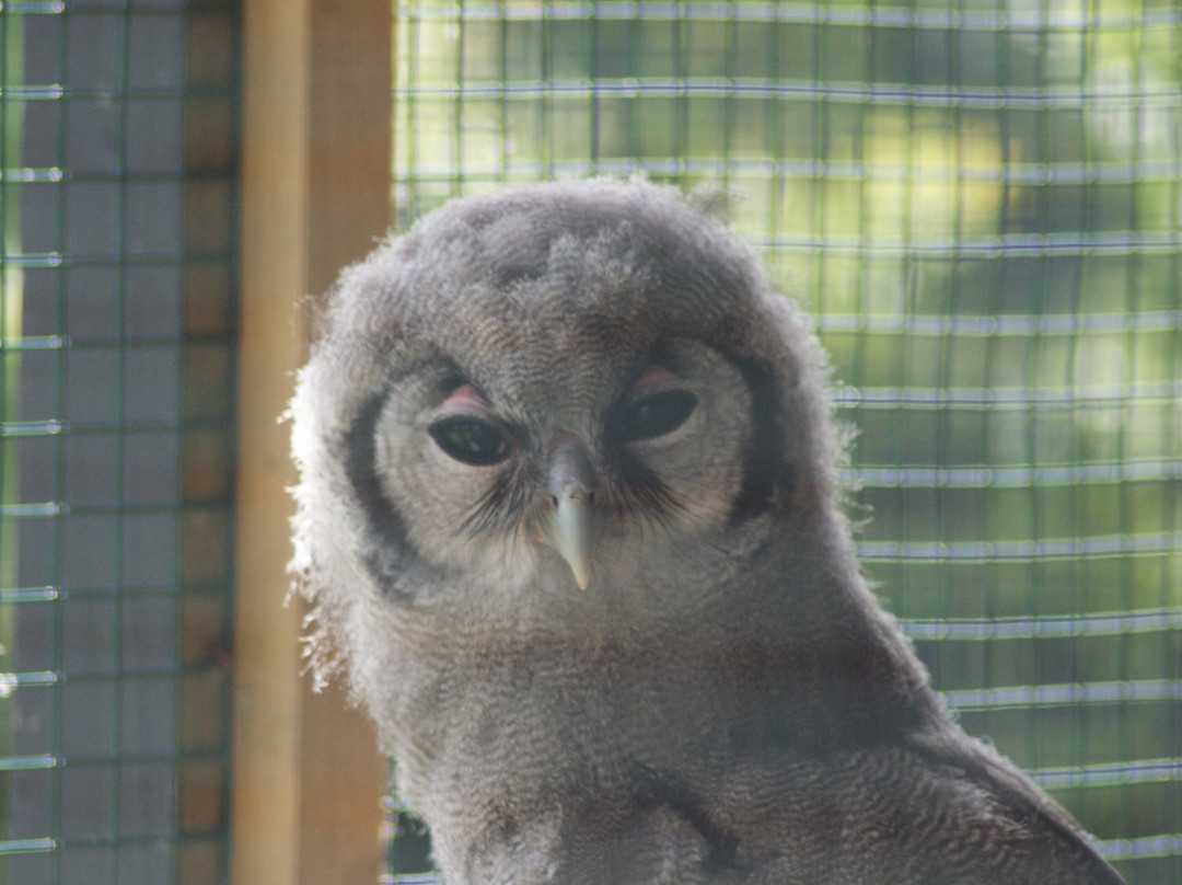 Suffolk Owl Sanctuary-Stonham Aspal必去景点