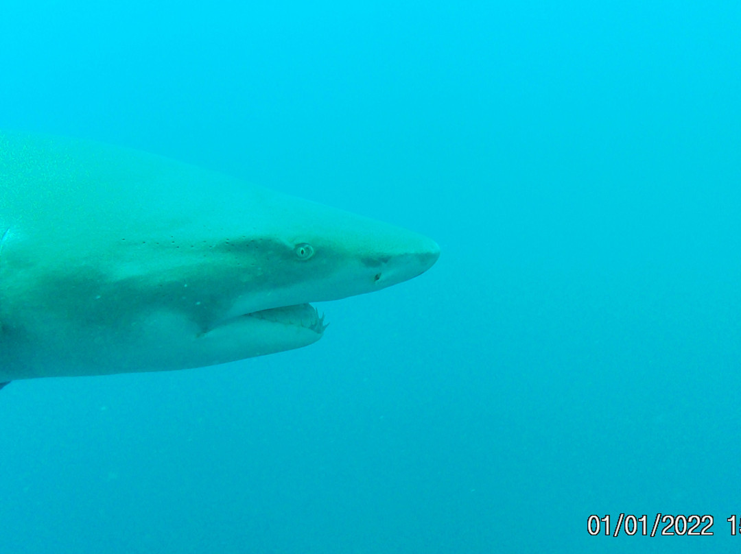 Swim With Sharks-棕榈海滩必去景点