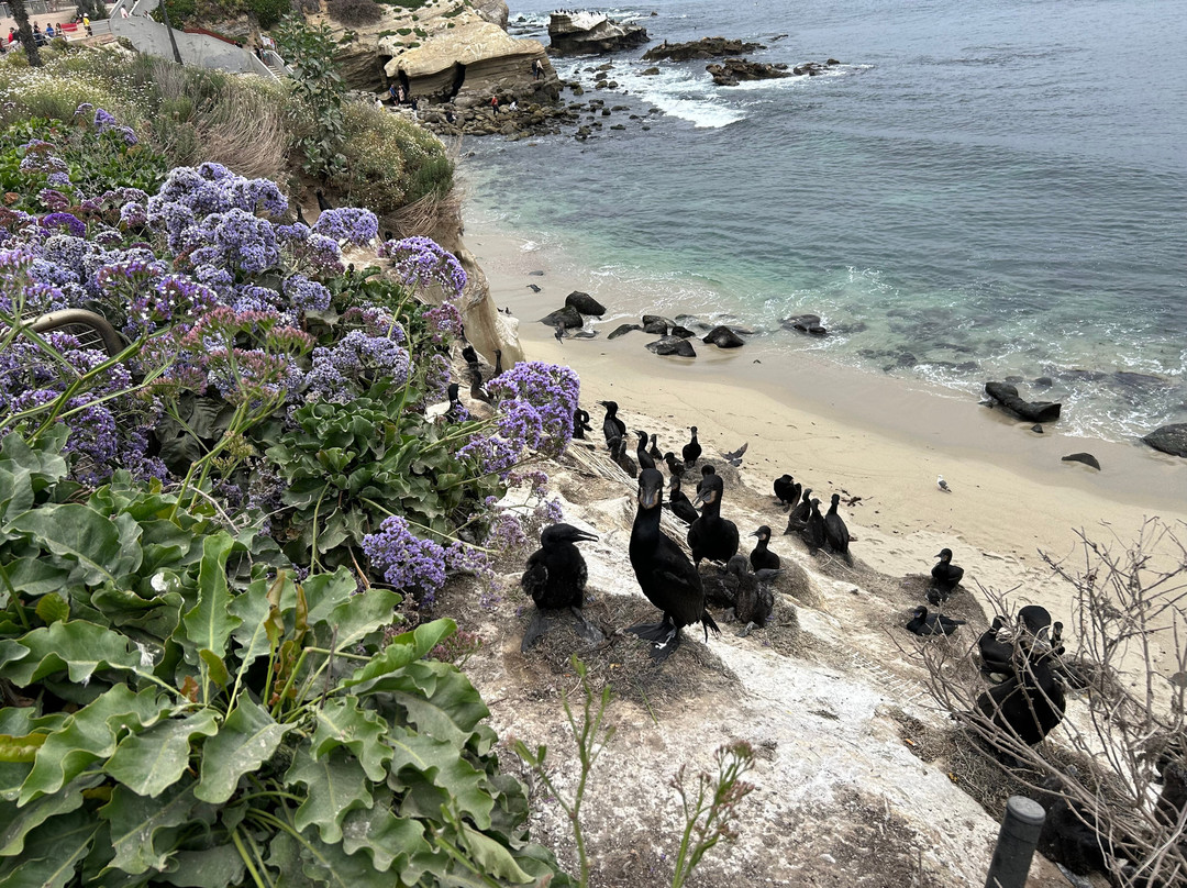 Murals of La Jolla-拉荷亚必去景点
