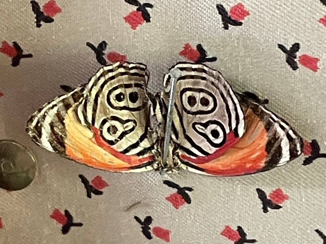 Orchids & Birds Finca Romelia-Manizales必去景点