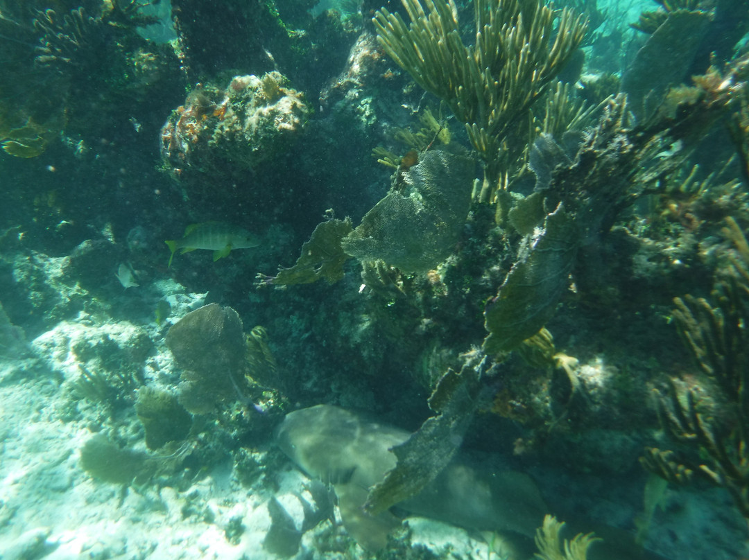 Aquanauts Dive Adventures-从莫雷洛斯港必去景点