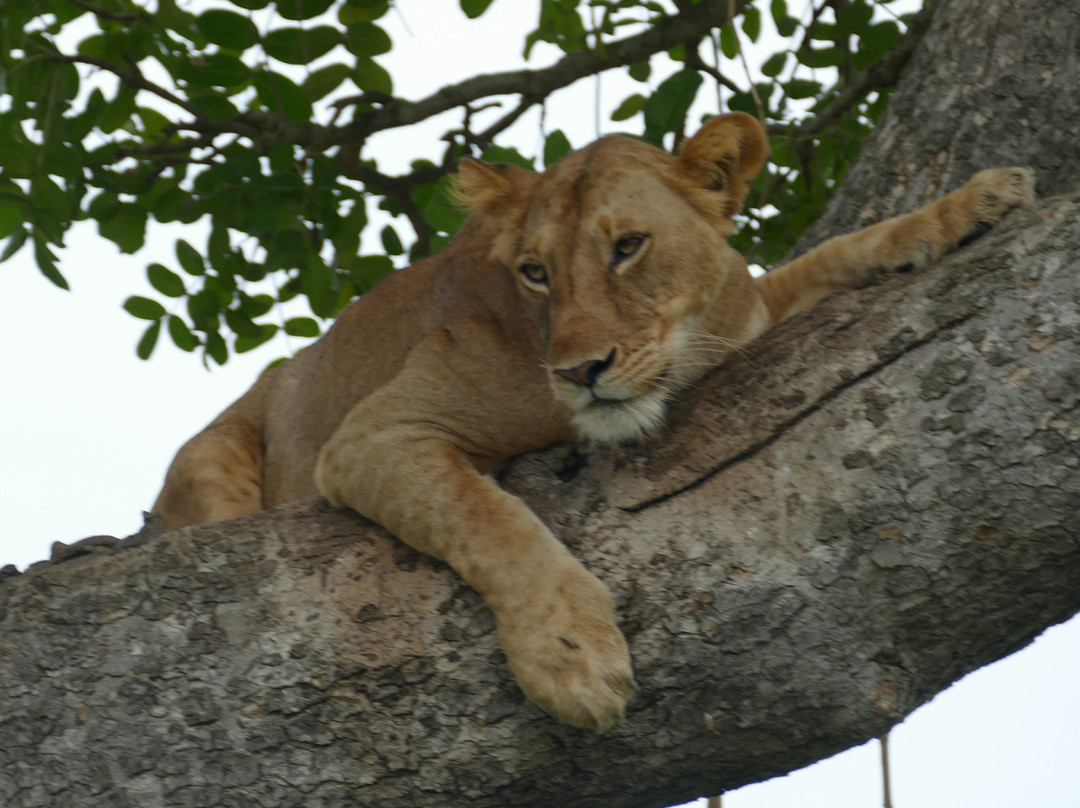 Yala Safaris Uganda-坎帕拉必去景点
