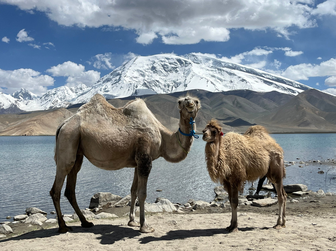 Snow Leopard Tours-撒马尔罕必去景点