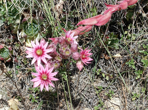 Parc de Loisirs Val d'Allos-Allos必去景点