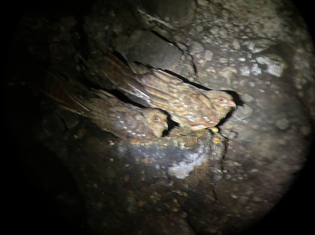 Birding Mindo Tours-明多必去景点