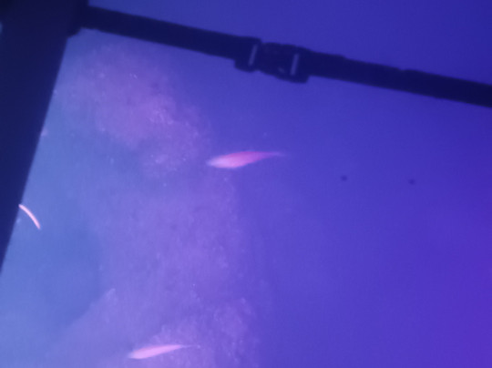 Transparent Kayak Adventures Croatia-普拉必去景点