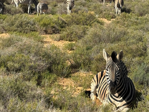 Born in Africa Tours-开普敦必去景点