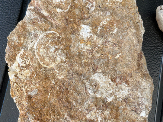 Kronosaurus Korner-Richmond必去景点