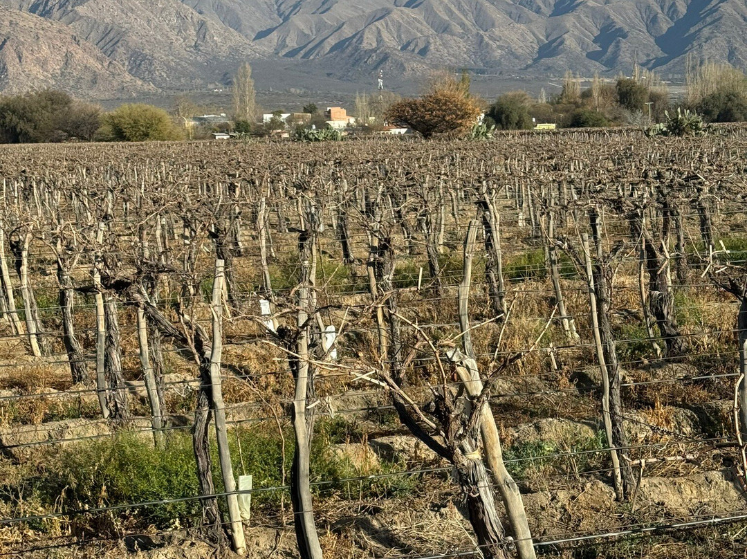 El Porvenir Wine Lodge主图