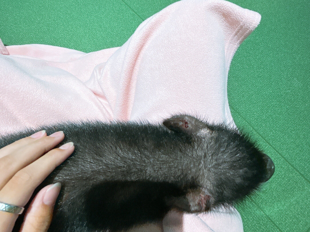 Mipig Cafe Aeon Laketown-越谷市必去景点