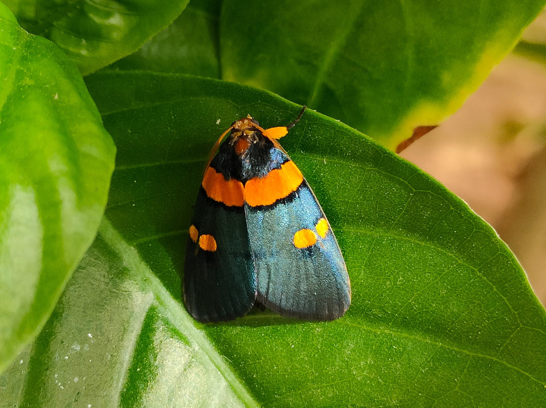 Mariposario de Nijar景点图片
