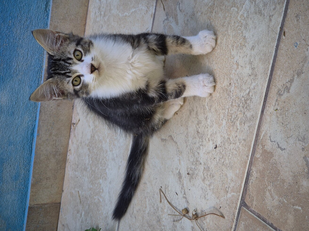 Villa Francesco主图