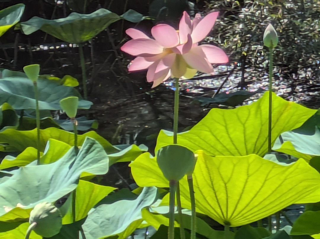 Etang de Fontmerle景点图片