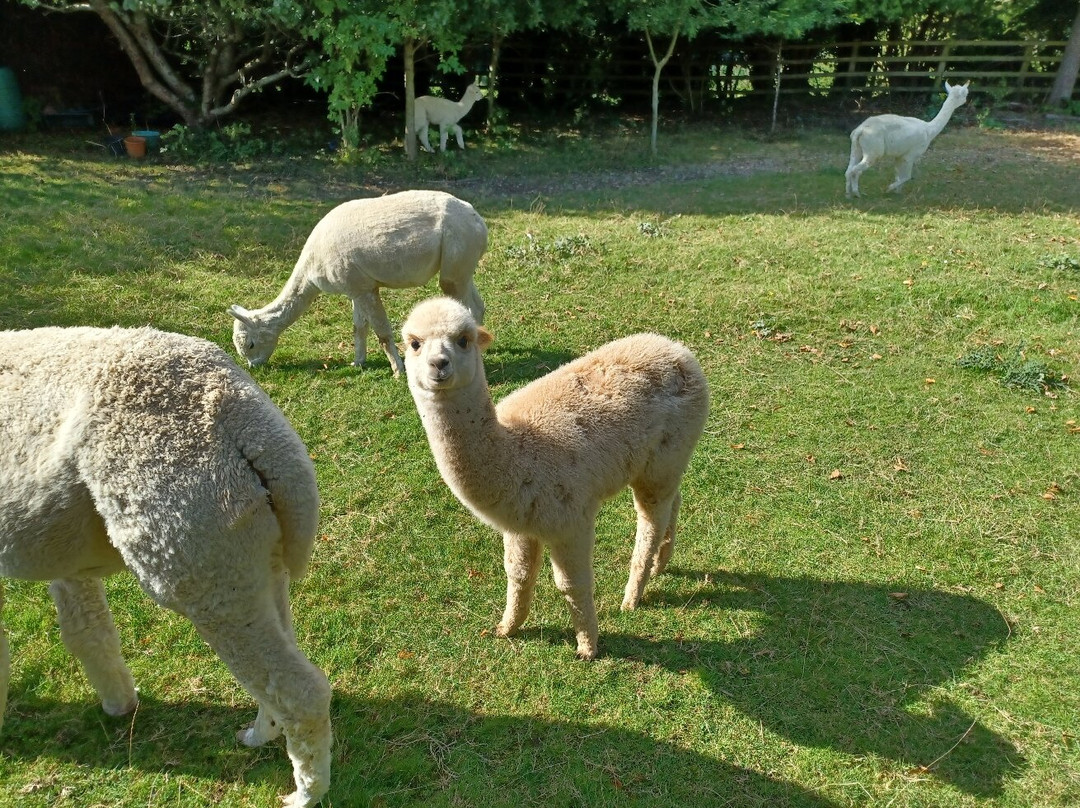 Yew Tree Alpacas景点图片