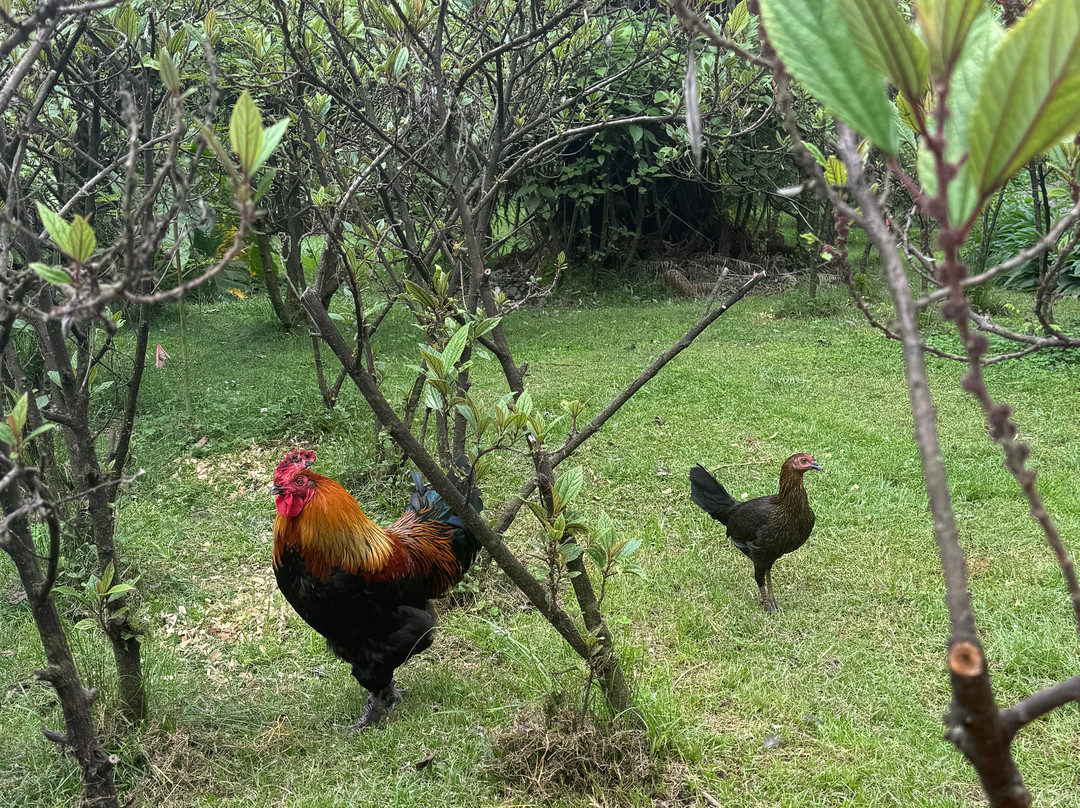 Hawaii Forest Farms-火山必去景点