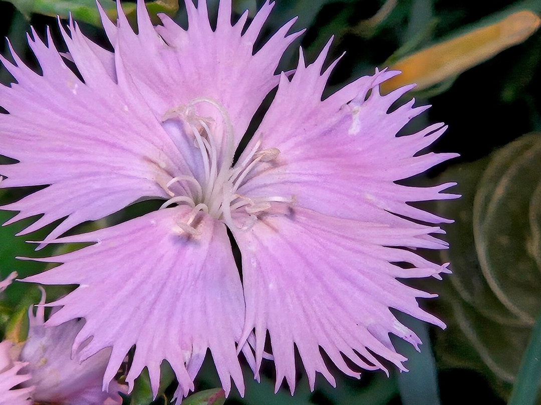 Jardin Médiéval-泽斯必去景点