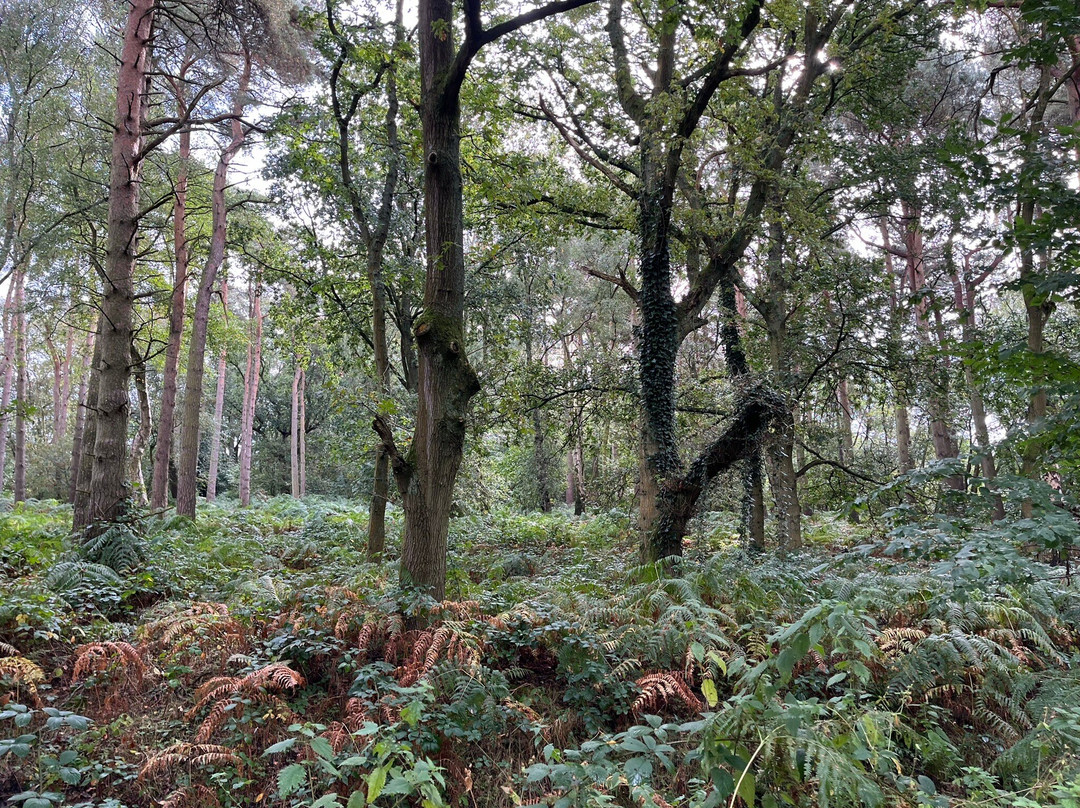 Mere Sands Wood Nature Reserve景点图片