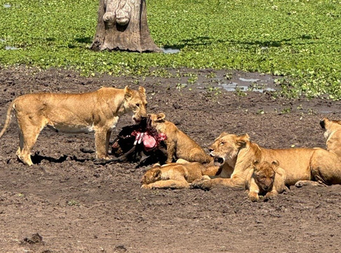 Salt And Pepper Safari